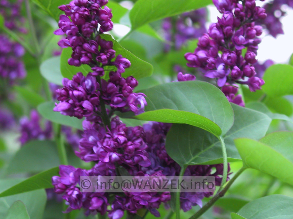 Syringa vulgaris Andenken An Ludwig Spaeth 01.JPG